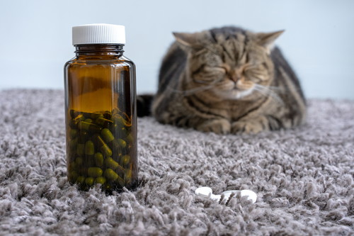 猫の「口臭」どうすればいい?主な原因と最適なケアについて徹底解説