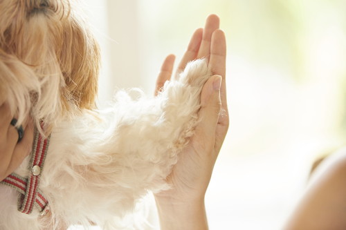 獣医師が感心した!飼い主さんの「愛犬への気遣い」~第1弾~