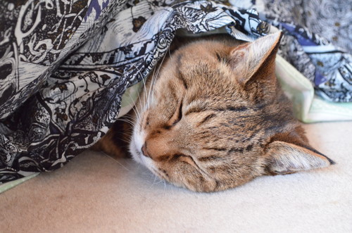 「猫はこたつで丸くなる」の不思議に迫る!体温の基本知識&調節メカニズム