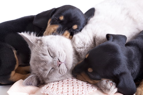 飼い主は犬猫の保険に入るべき?気になる「ペット保険」について獣医師が解説