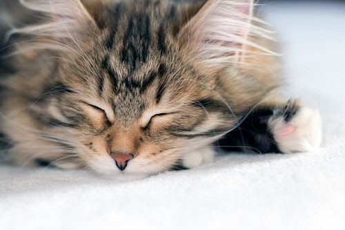 原因はひとつじゃない!猫の「嘔吐」に関する基本知識