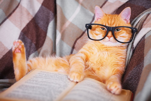 すぐに忘れるのはウゾ!? 猫の「記憶力」について分かってきたこと