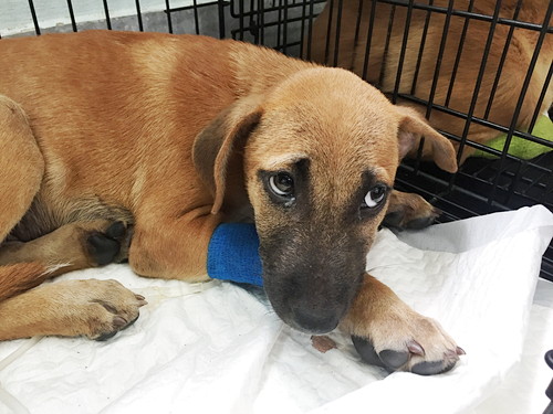 原因と症状はひとつじゃない!? 犬の「胃炎」について知っておきたいこと