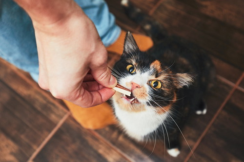 栄養に配慮しよう!猫の「胃腸」をいたわるために気をつけたいこと