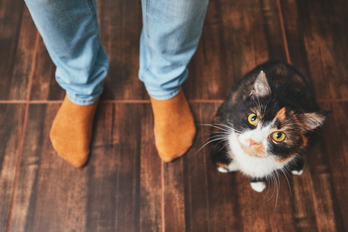 楽しくお手入れしよう!愛猫に実践したい「ハズバンダリートレーニング」
