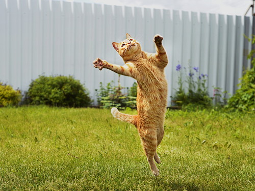 恋の道のりは長いニャ!猫の「出産と子育て」について~前編~