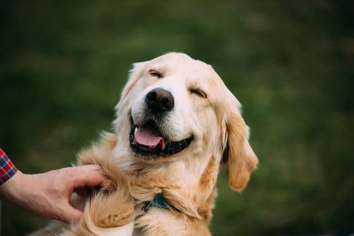 犬の飼い主なら覚えておきたい!「ドッグラン」の基本ルール&マナー