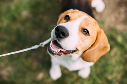 犬の飼い主なら覚えておきたい!「ドッグラン」の基本ルール&マナー