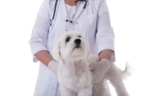 慌てず冷静に対処しよう!犬の「痙攣」について獣医師が解説