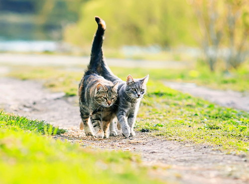 恋の道のりは長いニャ!猫の「出産と子育て」について~前編~