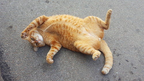 大切なのは体重管理!「肥満によってリスクが上がる」猫の病気について