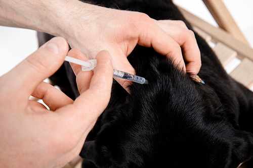 食事管理と運動を心がけよう!犬の「糖尿病」に関する基礎知識