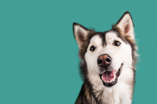 犬がいる家庭に行くときどうする?気をつけたい「基本の対応」について解説