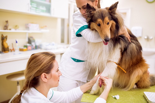 「ノミ」の被害はたくさんある!? 愛犬を守るために知識を深めよう