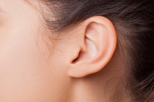 耳が熱いと熱があるって本当?猫の「体調不良」を見極める方法とは