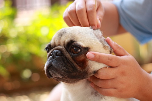 春は「マダニ」に注意!起こりうる疾患を理解して愛犬の健康に努めよう