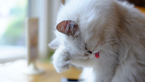 人間だけじゃない!? 猫にも見られる「花粉症」について