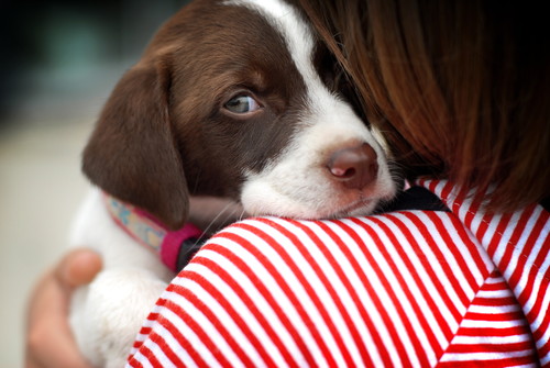 人と犬との関係には諸説ある!? 「α説・赤ちゃん説・共進化仮説」から紐解く