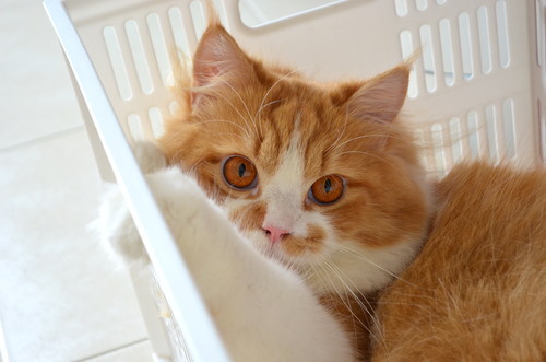 定義を知って適切な行動を!猫の「がん」に対して飼い主ができること~第1弾~