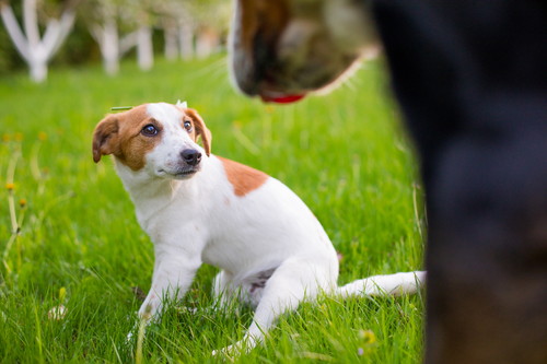 人間だけじゃない!? 犬の「反抗期」おもしろい生体＆正しい付き合い方