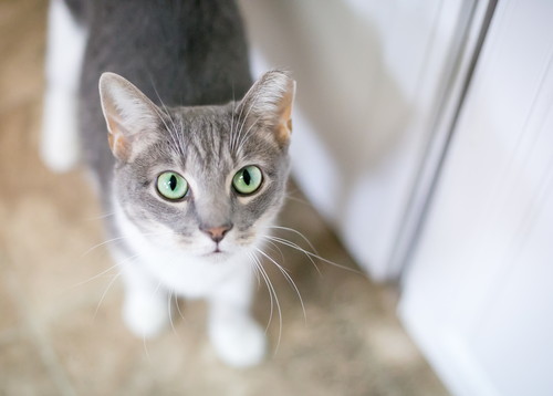 あなたの愛猫は大丈夫?日ごろから実践したい「耳掃除」の正しい方法