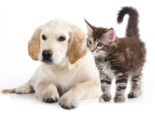 出典:https://www.shutterstock.com/