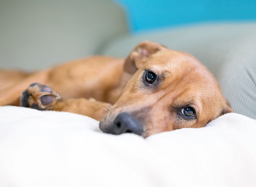 犬も風邪をひく!? 注意したい「呼吸器の疾患」について