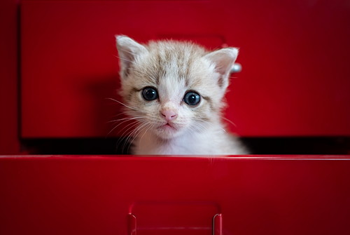 犬だけじゃない!猫も気をつけたい「フィラリア症」について