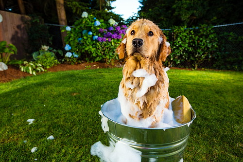 「ノミ」の被害はたくさんある!? 愛犬を守るために知識を深めよう