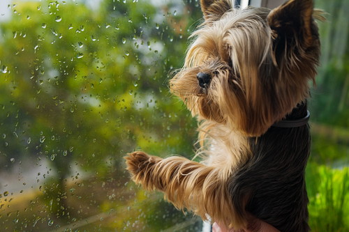あなたの愛犬は大丈夫?梅雨に季節になりやすい「皮膚疾患」について