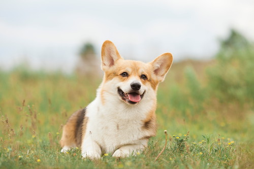 rs_shutterstock_1120140842.jpg