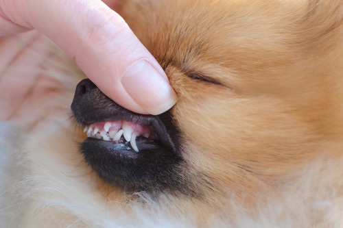 犬の永久歯はいつから生えるの?「歯の抜け替わり時期」適切なケア方法