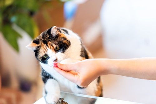 すぐに忘れるのはウゾ!? 猫の「記憶力」について分かってきたこと