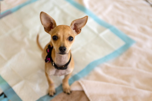 家族で統一することが大切!子犬を迎えたら実践したい「しつけのポイント」
