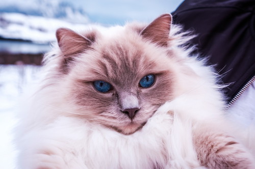 rs_shutterstock_1141674311.jpg