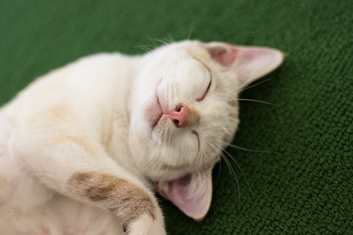 どうして「お風呂」が好きなの?何気ない猫の行動について獣医師が解説