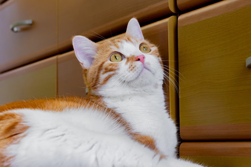 なついてくれないのには理由があった!? 注意したい猫の「NG行動」