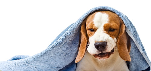 犬も風邪をひく!? 注意したい「呼吸器の疾患」について