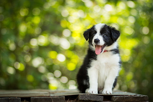 慌てず冷静に対処しよう!犬の「痙攣」について獣医師が解説