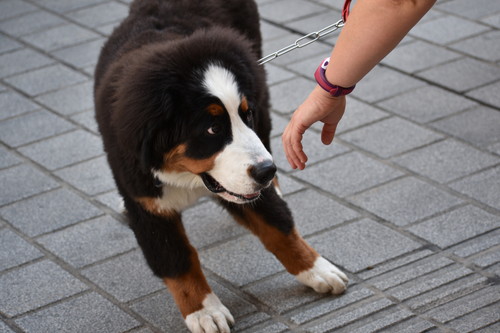 人間だけじゃない!? 犬の「反抗期」おもしろい生体＆正しい付き合い方