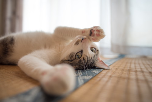 猫が「引っ掻く&噛む」のはなぜ?気になる原因と接し方について
