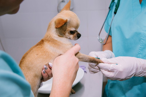 なんでペロペロするの?犬の「舐める」行動について獣医師が解説