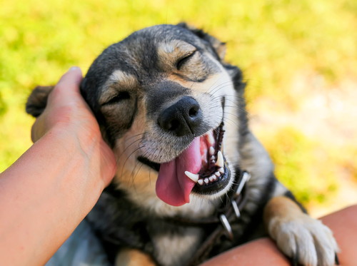 犬の「脳」はどうなってるの?思考(賢さ)&側面と構造面な側面から解説