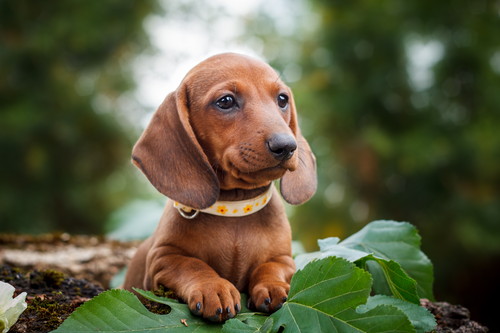 犬には「血液型」がたくさんある?基礎知識と輸血の現状・注意点について