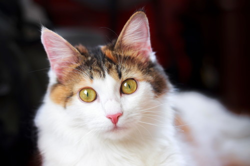 猫が「引っ掻く&噛む」のはなぜ?気になる原因と接し方について