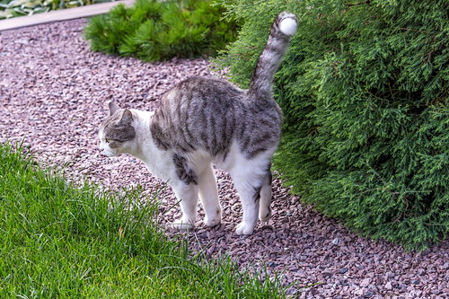 恋の道のりは長いニャ!猫の「出産と子育て」について~前編~