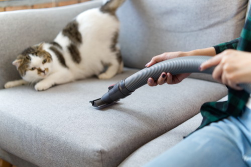 人間だけじゃない!? 猫にも見られる「花粉症」について