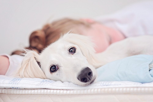 春は「マダニ」に注意!起こりうる疾患を理解して愛犬の健康に努めよう