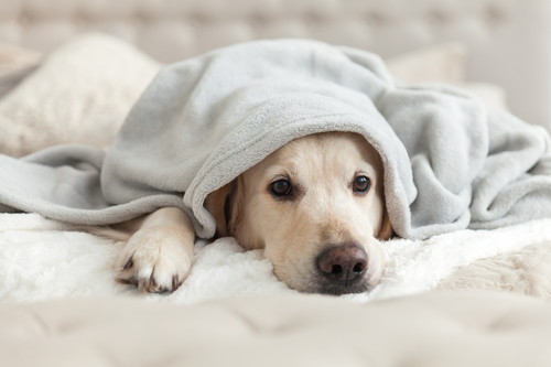 なんでペロペロするの?犬の「舐める」行動について獣医師が解説