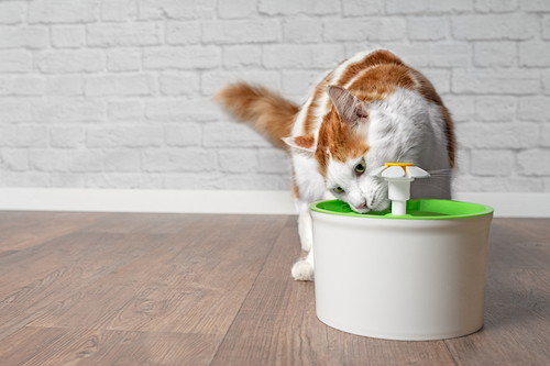 「水をよく飲む」猫、脱水症状以外に考えられる病気は?
